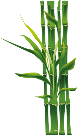 Free Download Bamboo Png Clipart Tropical Woody Bamboos - Bamboo Png, Transparent Png PNG with transparent background