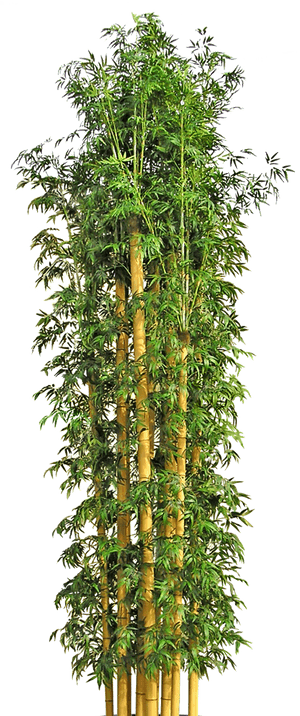 Bamboo Flowerpot Tree Hd Image Free Png Clipart - Japanese Bamboo Plant Png, Transparent Png PNG with transparent background