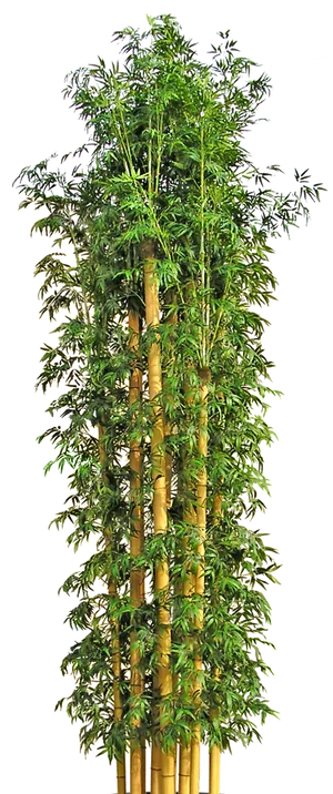 Vibrant Bamboo Grove.png PNG Image