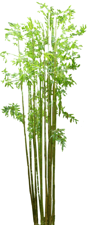 Bamboo Png Image - Transparent Background Bamboo Plants Png, Png Download PNG with transparent background