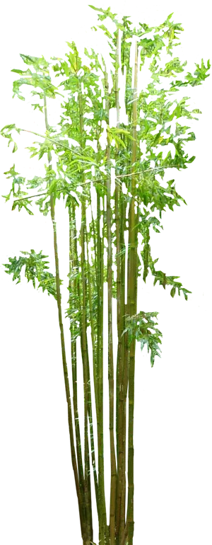 Vibrant Bamboo Grove.png PNG Image