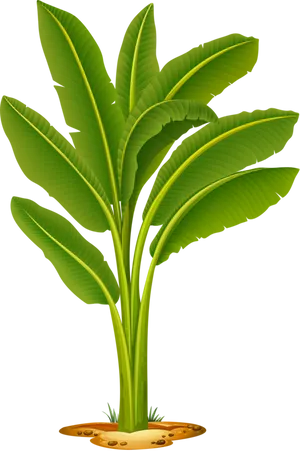 Vibrant Banana Tree Illustration PNG Image