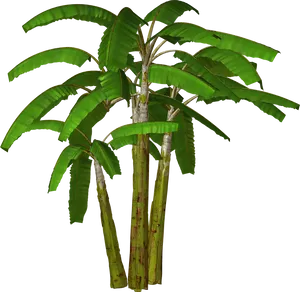 Vibrant Banana Tree Isolated.png PNG Image