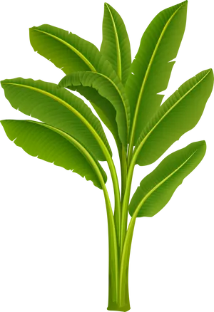 Vibrant Banana Tree Leaves PNG Image