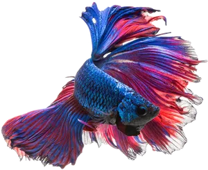 Vibrant Betta Fish Display PNG Image