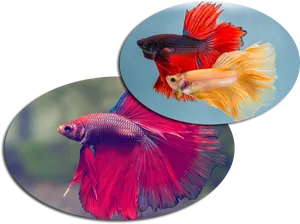 Vibrant Betta Fish Duo PNG Image