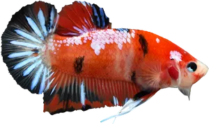 Vibrant Betta Fish.png PNG Image