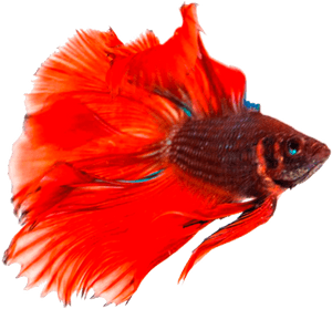 Transparent Background Fish Png, Png Download PNG image with transparent background