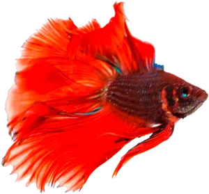 Vibrant Betta Fish Swimming PNG Image