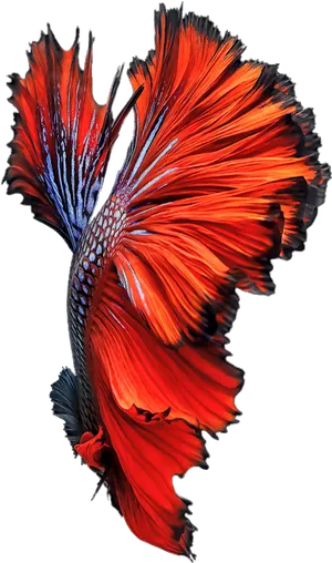 Vibrant Betta Fish Swimming PNG Image