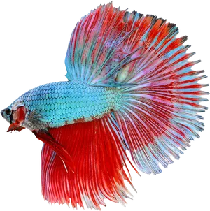 Vibrant Betta Splendens Display PNG Image