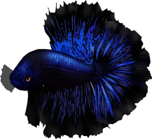 Vibrant Blue Betta Fish PNG Image