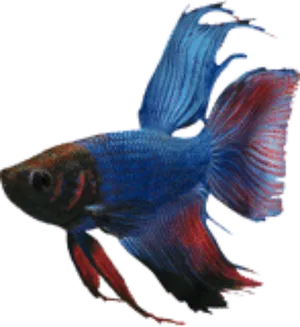 Vibrant_ Blue_ Betta_ Fish.png PNG Image