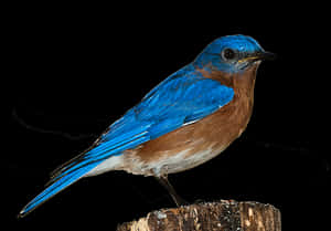 Vibrant Blue Bird Perched PNG image with transparent background