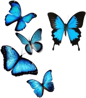 Vibrant Blue Butterflies Collection PNG image with transparent background