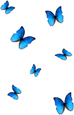 Vibrant Blue Butterflieson Grey PNG image with transparent background