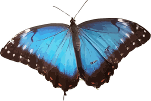 Vibrant Blue Butterfly PNG image with transparent background