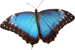 Vibrant Blue Butterfly PNG Image