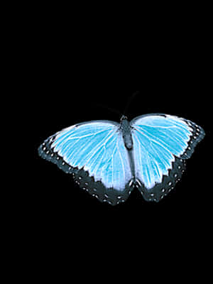 Vibrant Blue Butterfly Black Background PNG image with transparent background