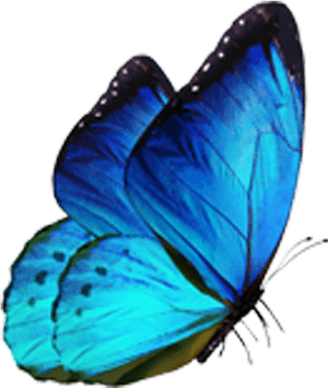 Vibrant Blue Butterfly Isolated PNG image with transparent background