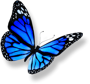 Vibrant Blue Butterfly PNG image with transparent background