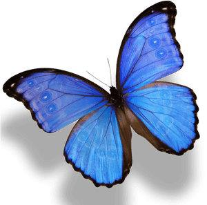 Vibrant_ Blue_ Butterfly_ P N G PNG image with transparent background