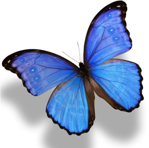 Vibrant_ Blue_ Butterfly_ P N G PNG Image