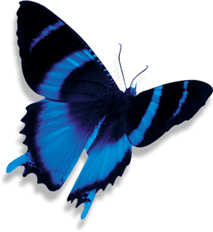 Vibrant Blue Butterfly PNG image with transparent background
