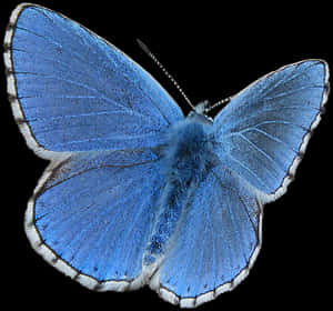 Butterfly, Blue, Blue Butterfly, Insect, Lepidopteran - Common Blue Butterfly Png, Transparent Png PNG with transparent background