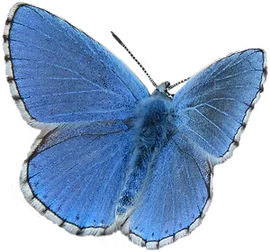 Vibrant Blue Butterfly PNG Image