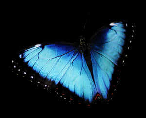 Vibrant Blue Butterflyon Black Background PNG image with transparent background