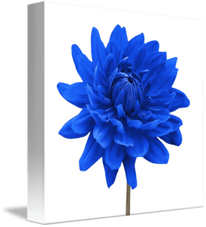 Blue Dahlia Flowers, HD Png Download PNG image with transparent background