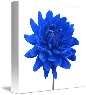 Vibrant Blue Dahlia Canvas PNG Image