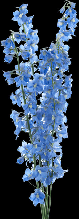 Sky Blue Flower Png, Transparent Png PNG image with transparent background