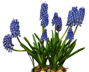 Vibrant Blue Grape Hyacinths PNG Image