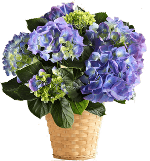 Hydrangeas In India, HD Png Download PNG image with transparent background