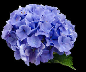 Vibrant Blue Hydrangea Bloom PNG image with transparent background