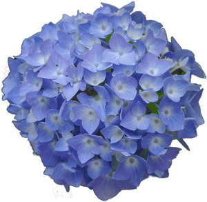 Hydrangea Flowers Png, Transparent Png PNG image with transparent background