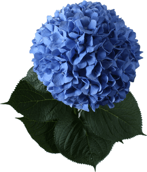 3 Images - Marcos De Hortensias Azules, HD Png Download PNG image with transparent background