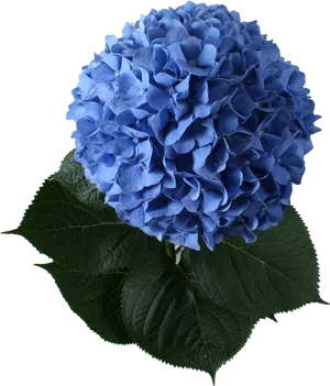 Vibrant Blue Hydrangea Bloom PNG Image