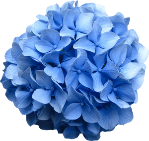 Transparent Flowers Png Tumblr - Hydrangea Png, Png Download PNG image with transparent background