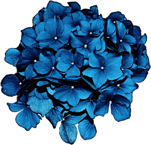 Cliparts For Free Download Hydrangea Clipart Hydrangea, HD Png Download PNG image with transparent background