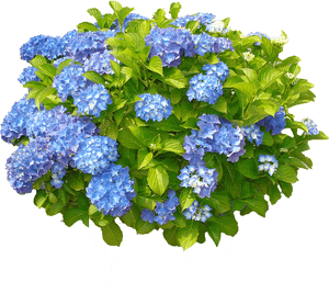 Transparent Thorn Bush Png - Hydrangea Bush White Background, Png Download PNG image with transparent background