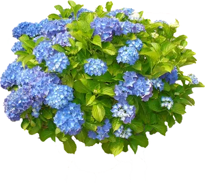 Vibrant Blue Hydrangea Cluster.png PNG Image