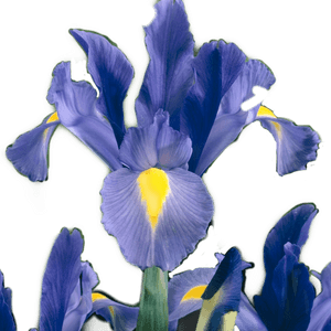 #iris #flower #sticker #irisflower #irisflowersticker - Iris Versicolor, HD Png Download PNG with transparent background