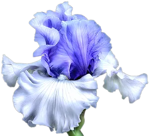 Vibrant_ Blue_ Iris_ Flower_ Artwork.png PNG Image