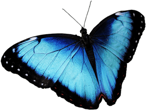 Vibrant Blue Morpho Butterfly PNG image with transparent background