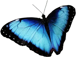 Vibrant Blue Morpho Butterfly PNG Image