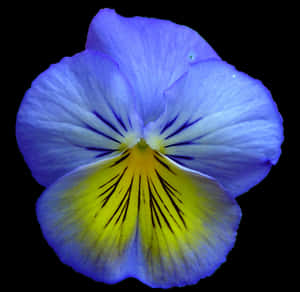 Vibrant Blue Pansy Flower PNG image with transparent background