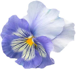 Vibrant Blue Pansy Flower PNG Image